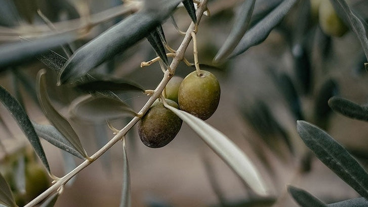 Olive Oil for Skin and Hair: Nature’s Liquid Gold