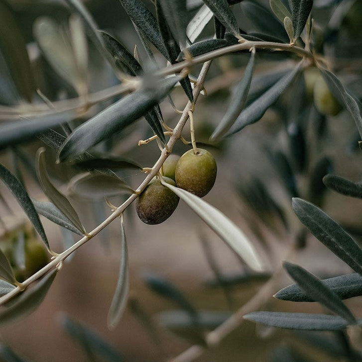 Olive Oil for Skin and Hair: Nature’s Liquid Gold
