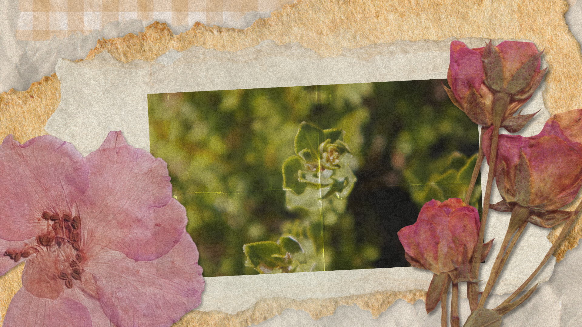 Buchu Oil: The South African Secret for Clear Skin and a Healthy Scalp