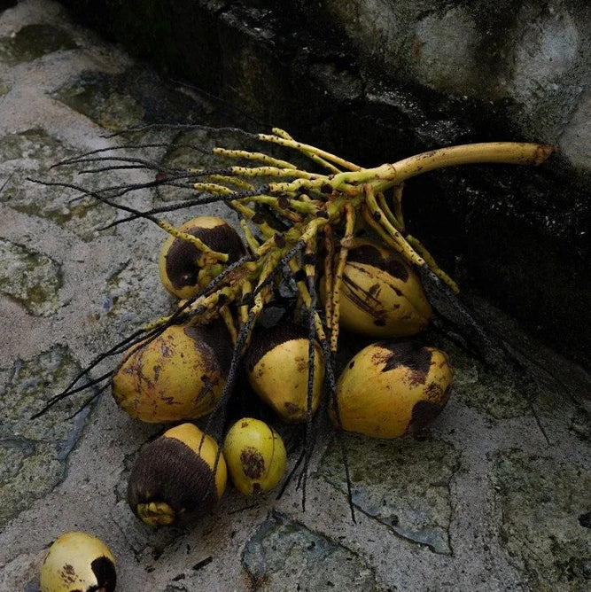Shea Butter for Skin and Hair: Nature’s Ultimate Moisturiser and Healer