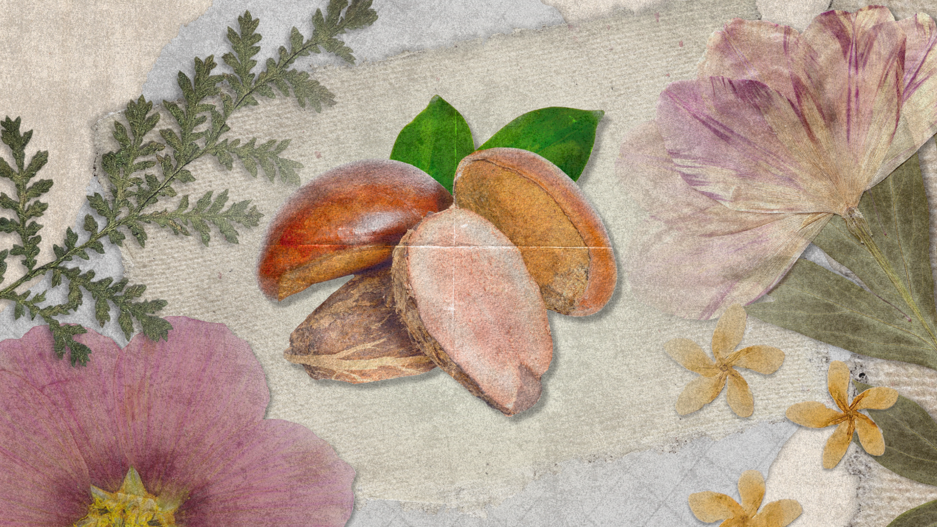 Shea Butter Science: Molecular Weight, Dermal Penetration & Barrier Health