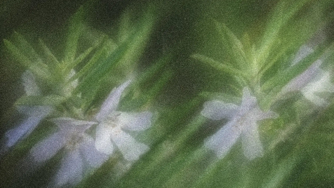 Rosemary in Skincare and Haircare: Nature’s Invigorating Tonic