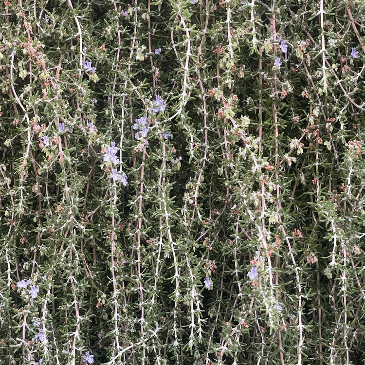 Thinning Hair in Women: How Rosemary Oil Can Help You Regain Volume Naturally
