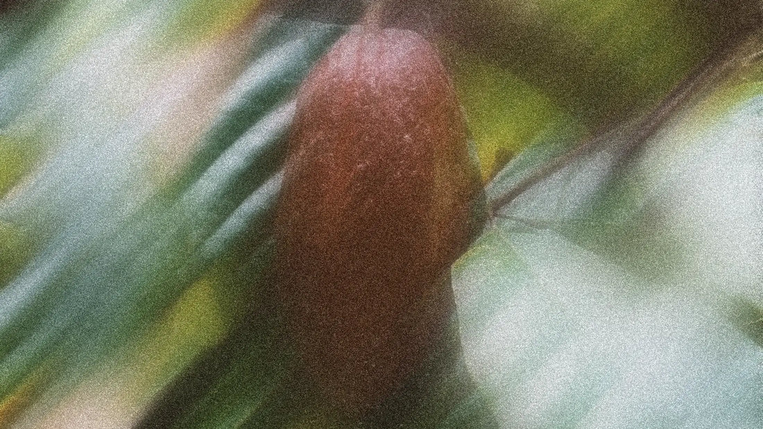 Shea Butter Science: Molecular Weight, Dermal Penetration & Barrier Health